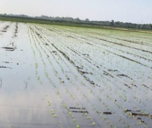 Arroz Albufera