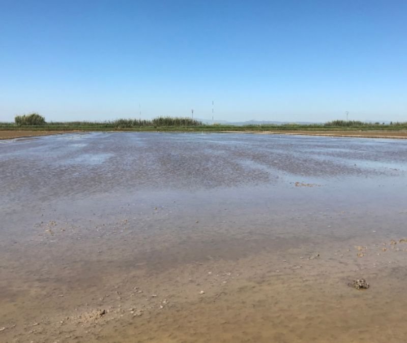 Arroz Albufera