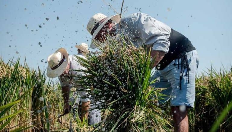 Arroz Albufera